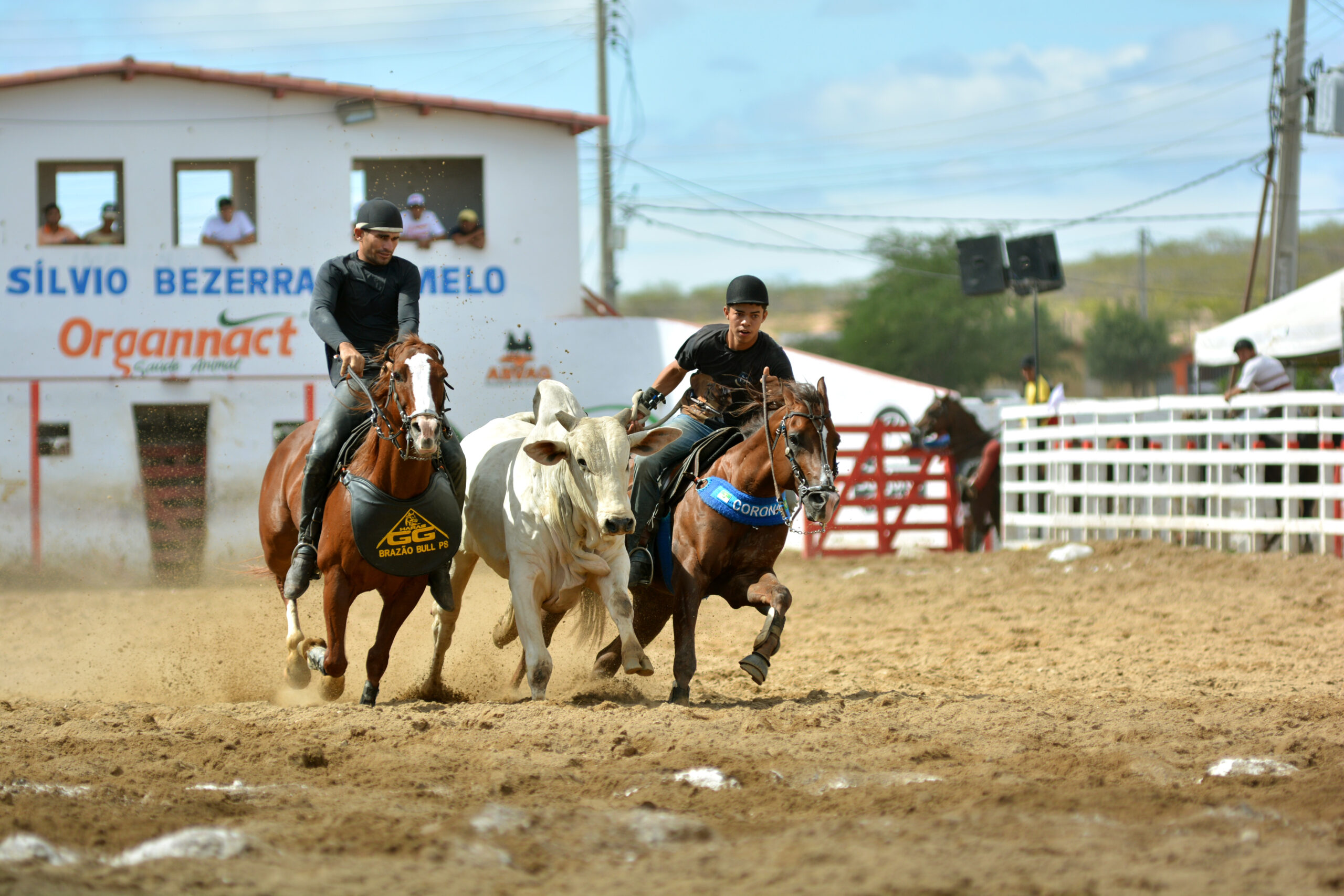 Leia mais sobre o artigo Começa a 52ª Vaquejada de Currais Novos com etapa nacional do Campeonato Pixbet