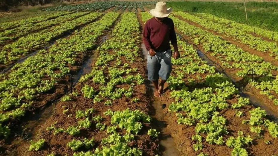 Leia mais sobre o artigo Agricultura familiar do RN é incluída em plano de R$ 89,2 bilhões do governo federal